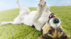 Anthelmal pre dogy: čo potrebujete vedieť majiteľa